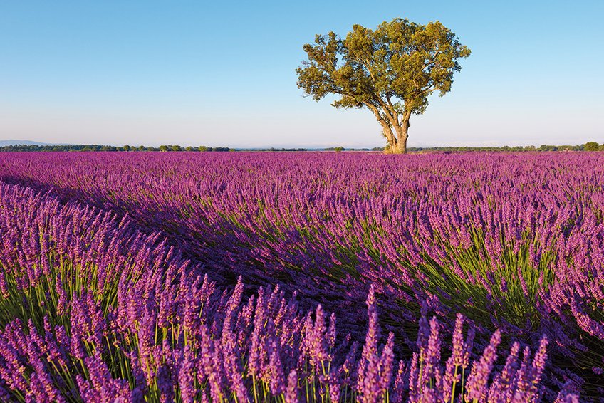 Cover von Bio Magazin Duftbombe mit Heilkräften