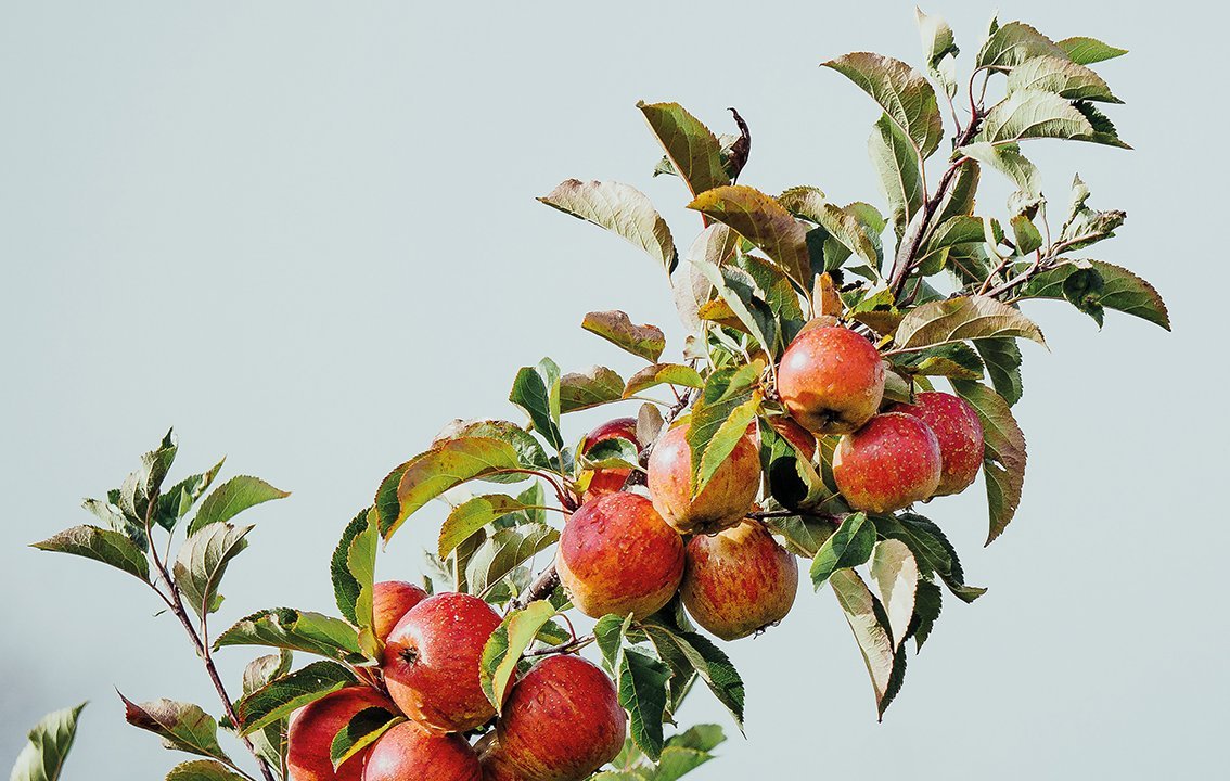 Cover von Bio Magazin Österreichs Lieblingsobst