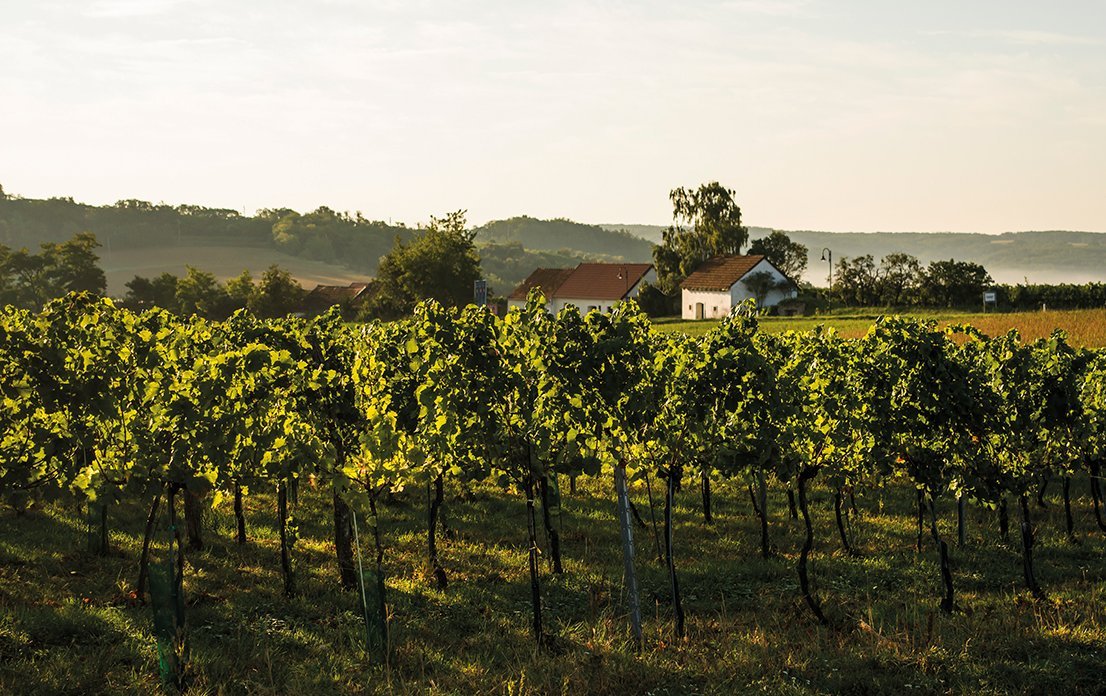 Cover von Bio Magazin Reisen zum Wein